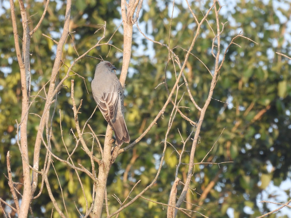 Oriental Cuckooshrike - ML646290101
