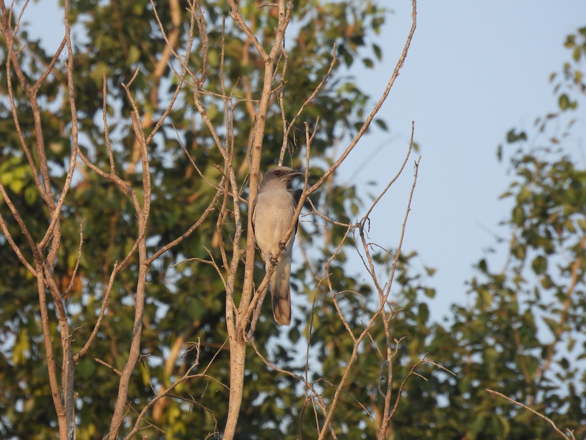 Oriental Cuckooshrike - ML646290102