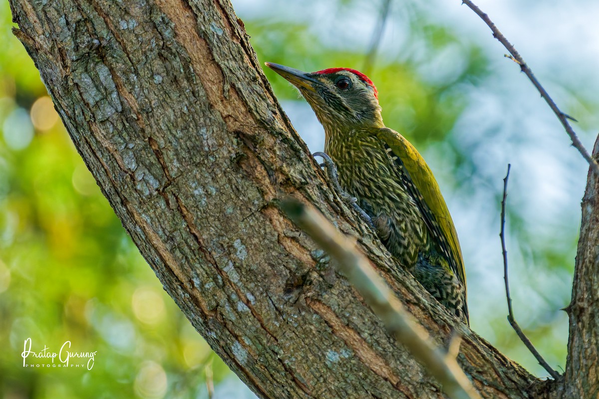 Streak-throated Woodpecker - ML646290103