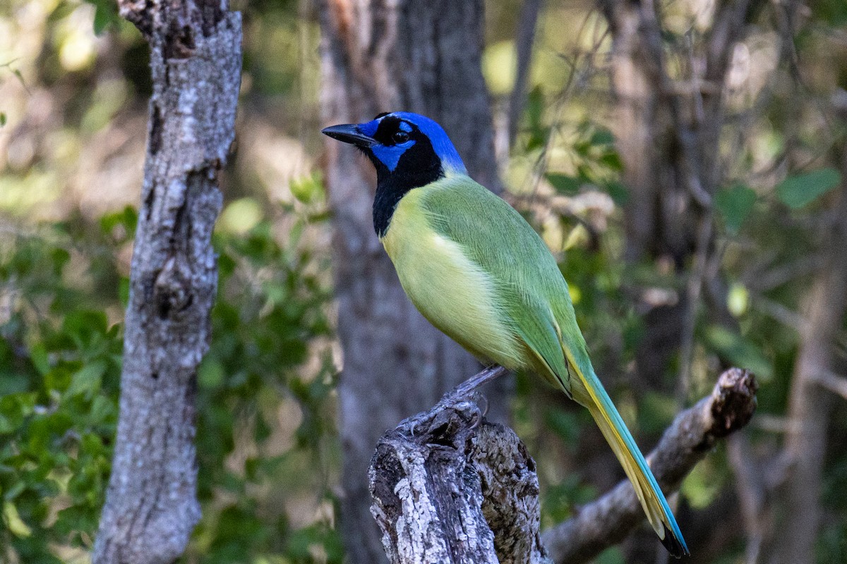 Green Jay - ML646290104