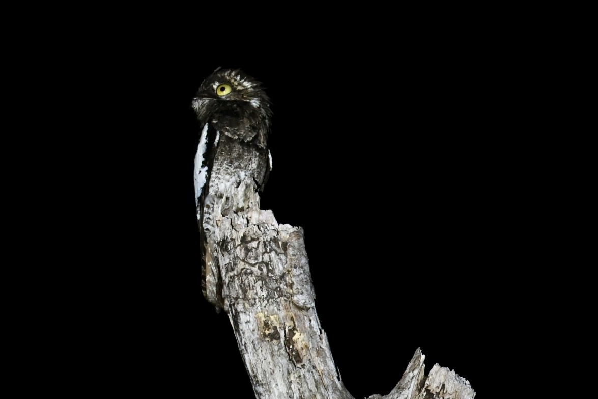 White-winged Potoo - ML646290107