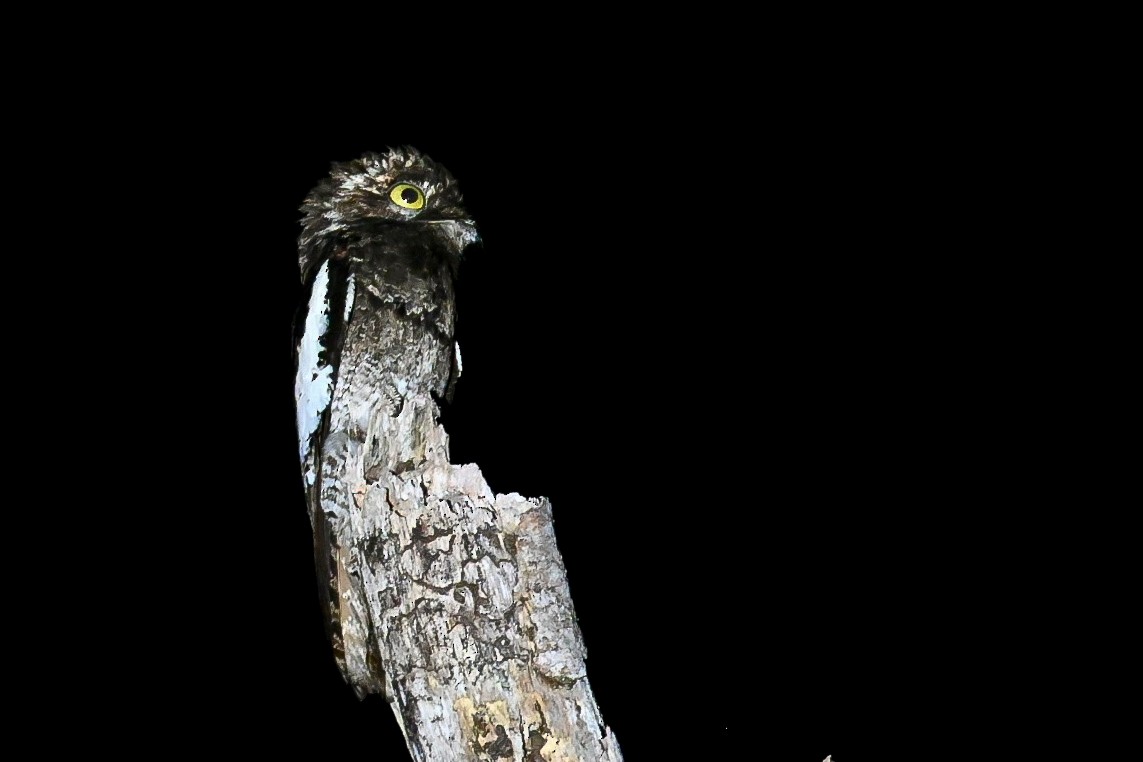 White-winged Potoo - ML646290108