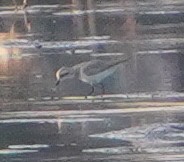 Tibetan Sand-Plover - ML646290111