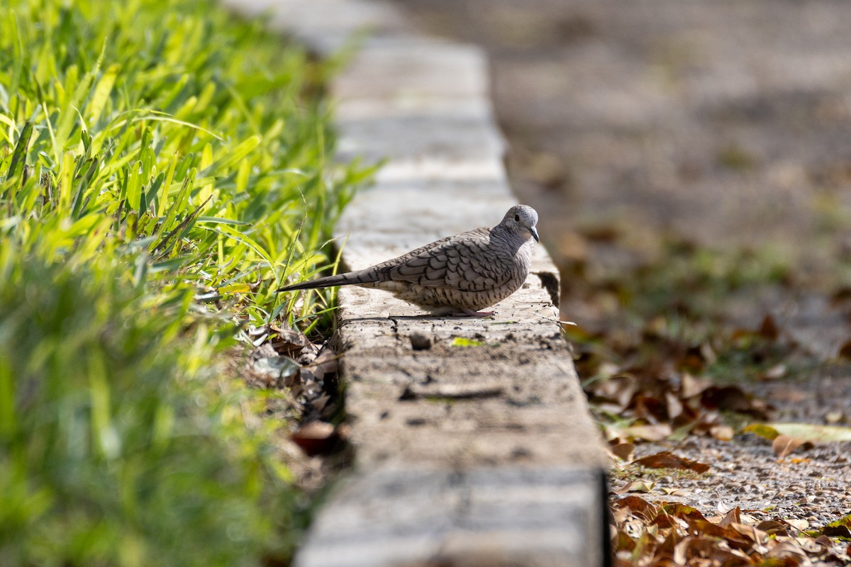 Inca Dove - ML646290112