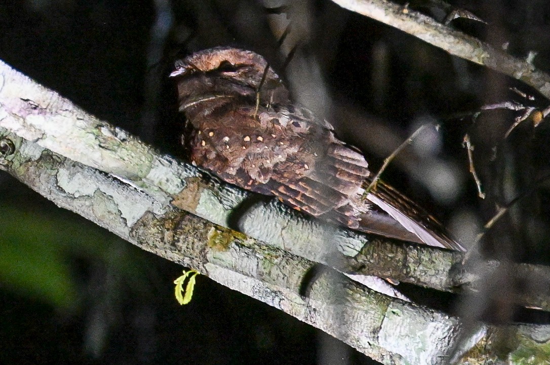 Ocellated Poorwill - ML646290114