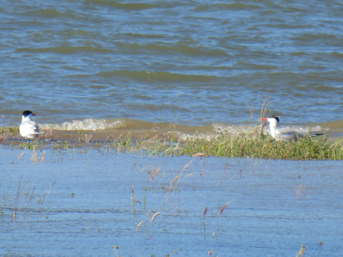 Caspian Tern - ML646290128