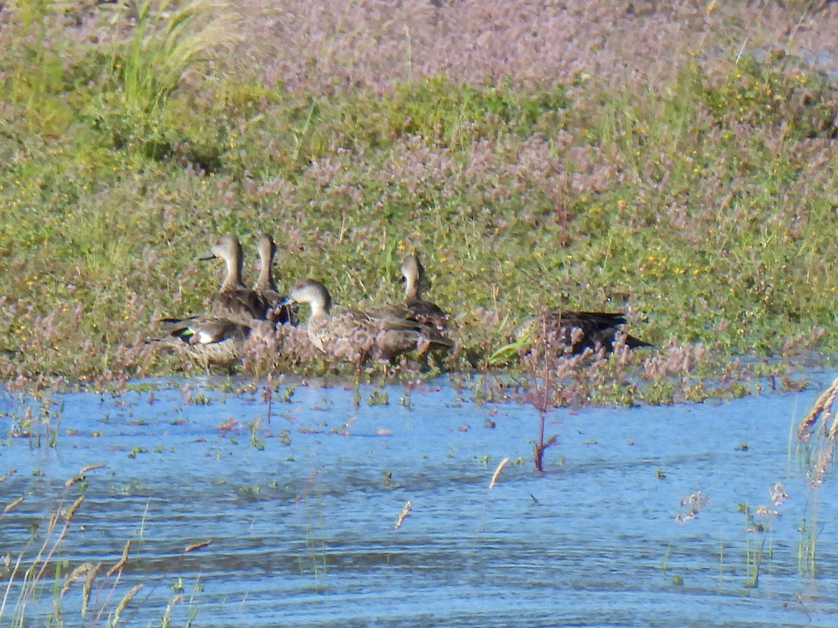 Gray Teal - ML646290131