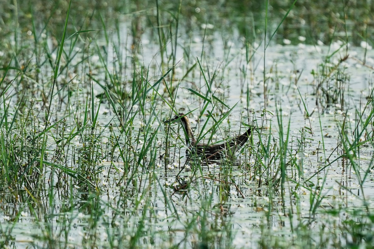 fasanbladhøne - ML646290139