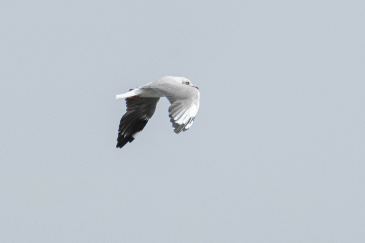Gray-hooded Gull - ML646290140