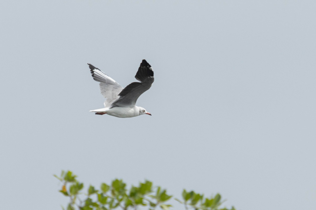 Gray-hooded Gull - ML646290141