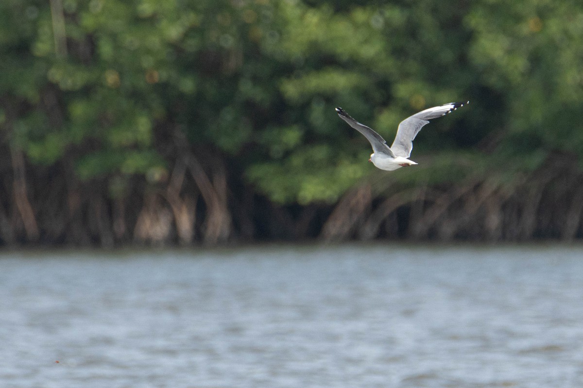 Gray-hooded Gull - ML646290142