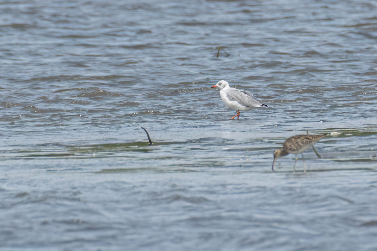 Gray-hooded Gull - ML646290143