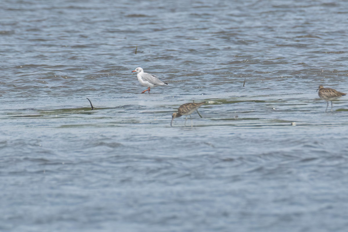 Gray-hooded Gull - ML646290144