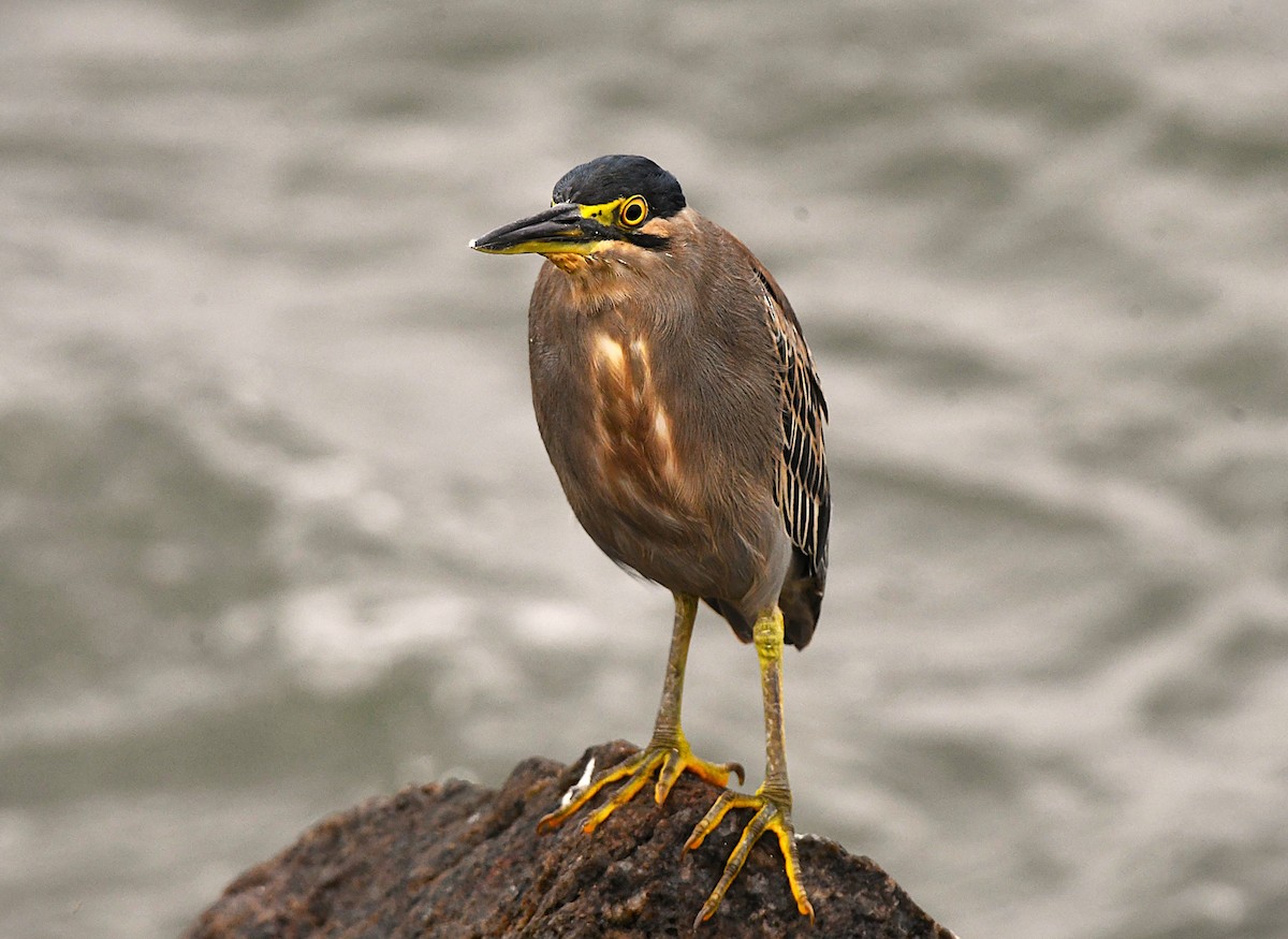 Little Heron - ML646290146