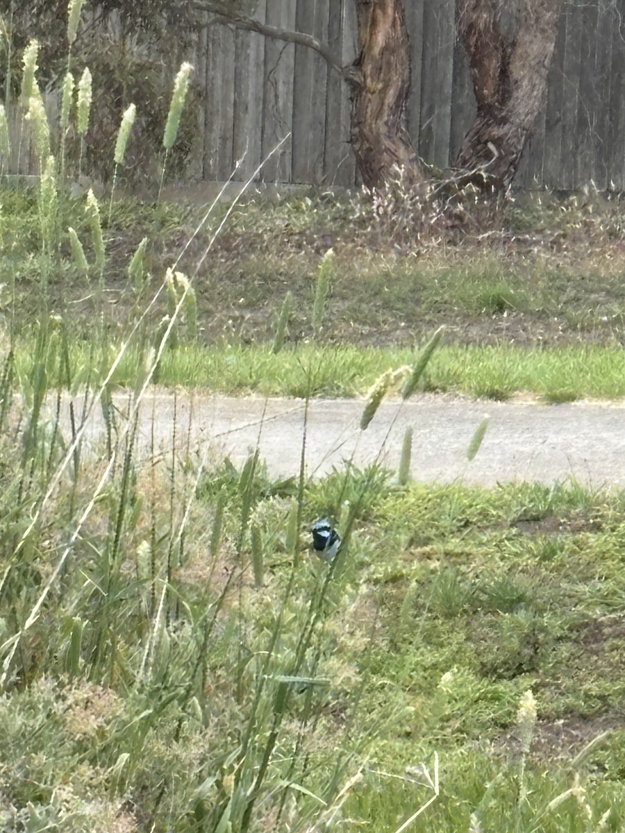 Superb Fairywren - ML646290148