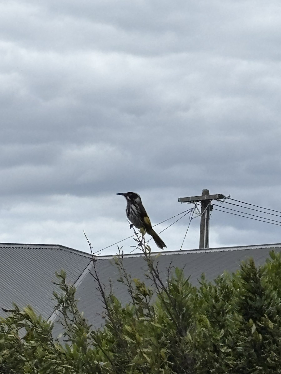 New Holland Honeyeater - ML646290158