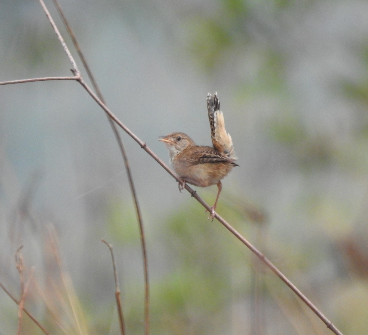 Grass Wren - ML646290159