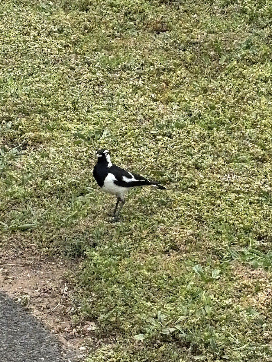 Magpie-lark - ML646290160