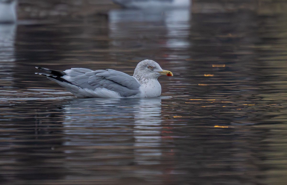 European Herring Gull - ML646290163