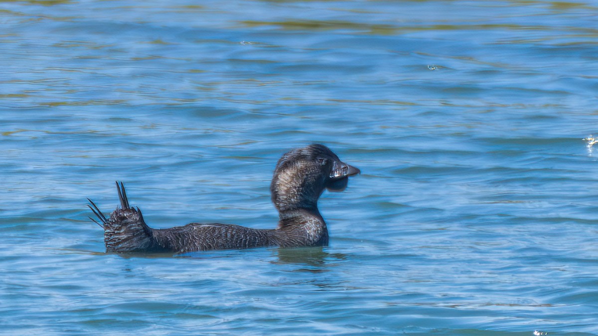 Musk Duck - ML646290164