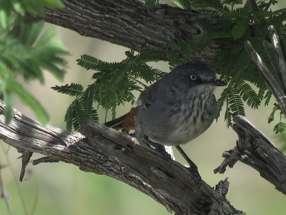 Chestnut-vented Warbler - ML646290165