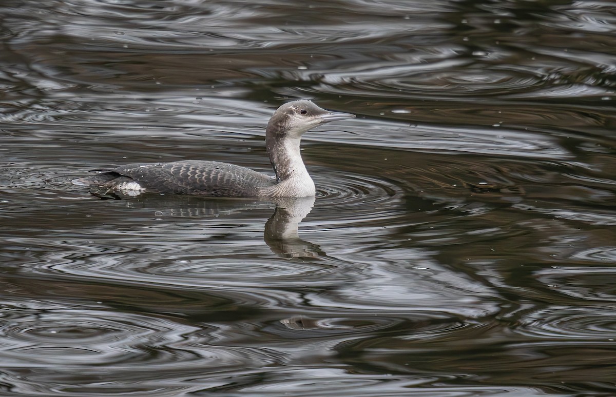 Arctic Loon - ML646290166