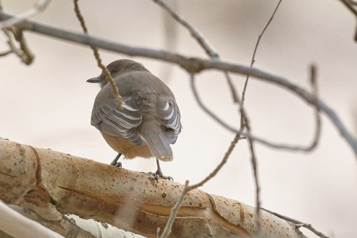 Black-billed Shrike-Tyrant - ML646290167