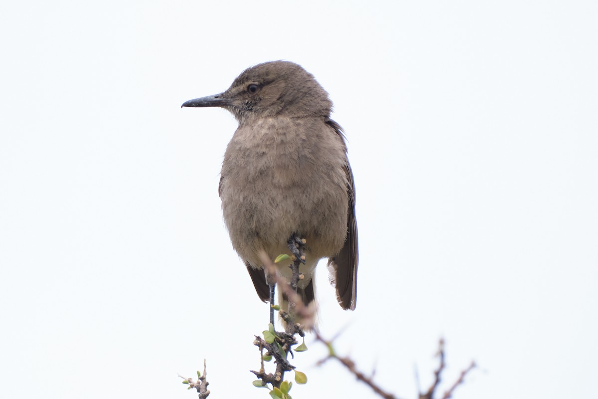 Black-billed Shrike-Tyrant - ML646290168