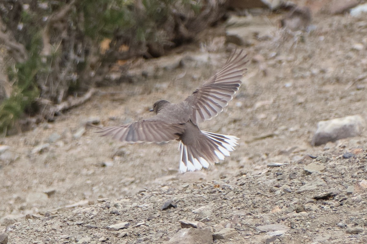 Black-billed Shrike-Tyrant - ML646290169