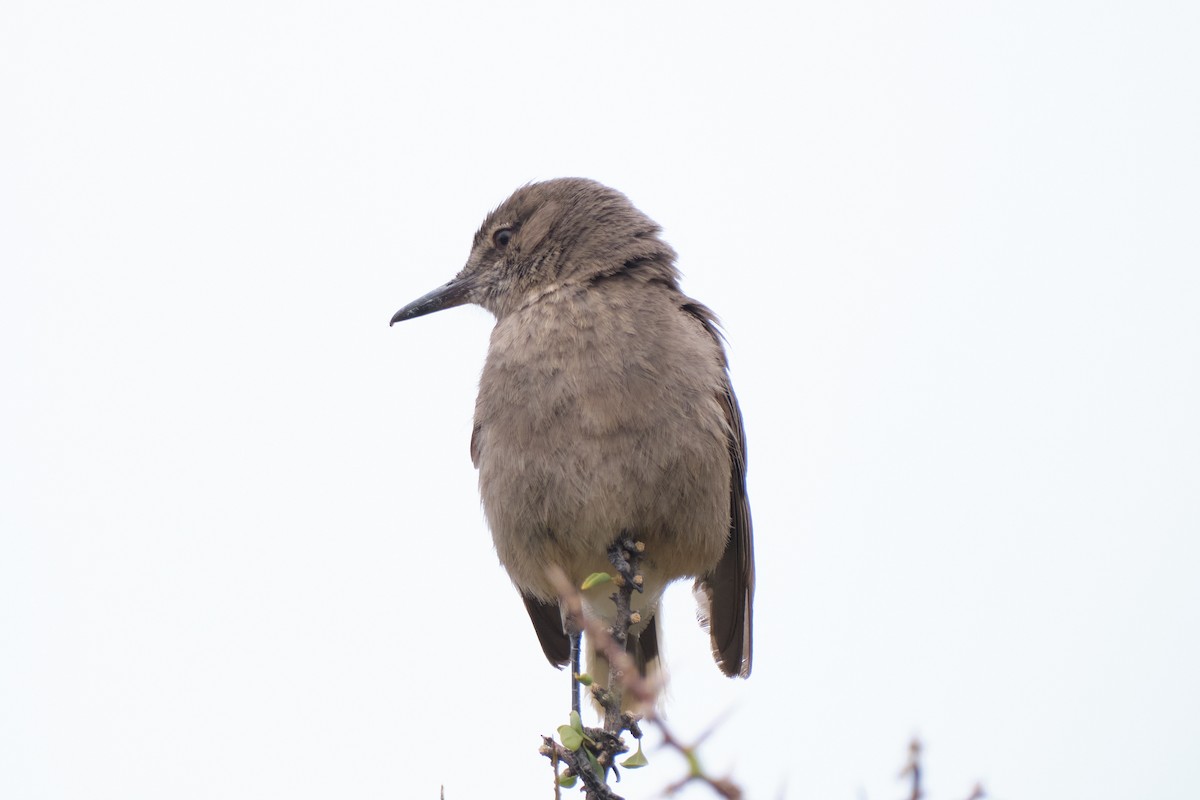 Black-billed Shrike-Tyrant - ML646290170