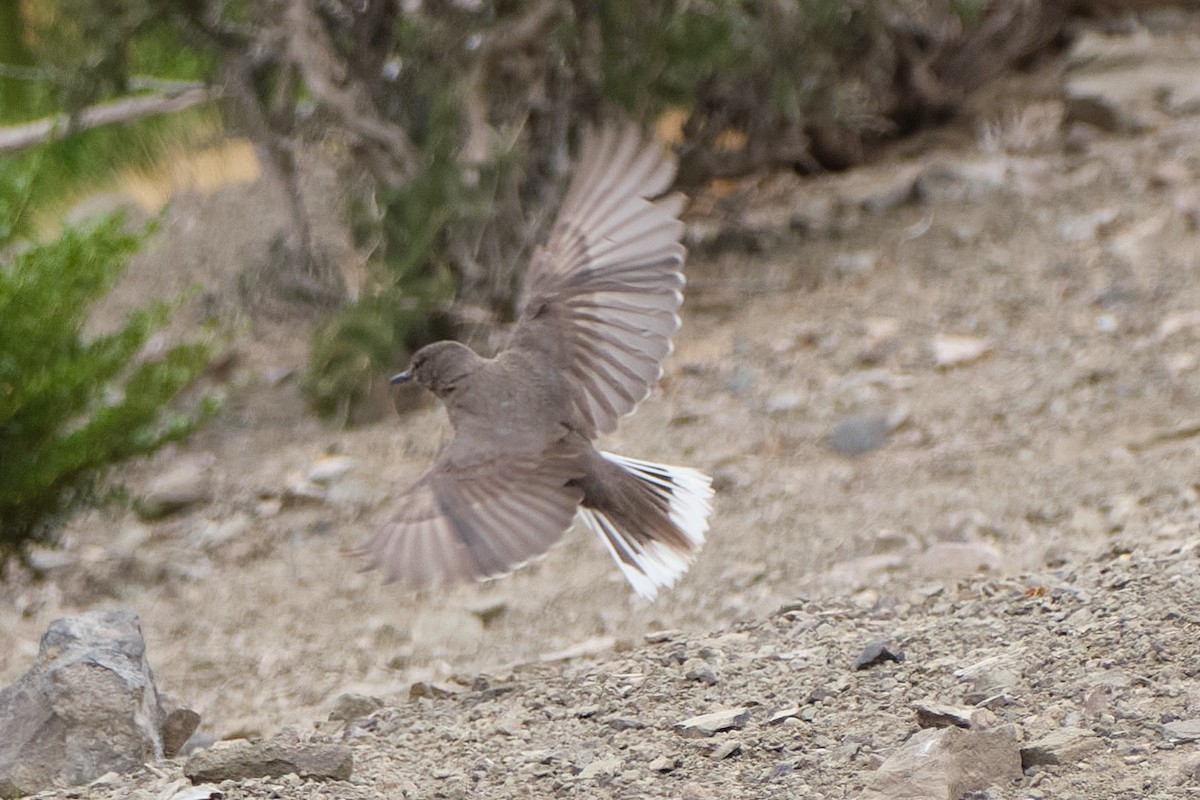 Black-billed Shrike-Tyrant - ML646290171