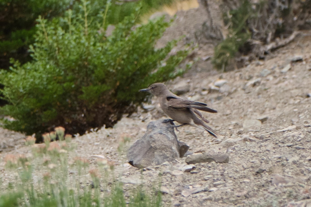 Black-billed Shrike-Tyrant - ML646290172