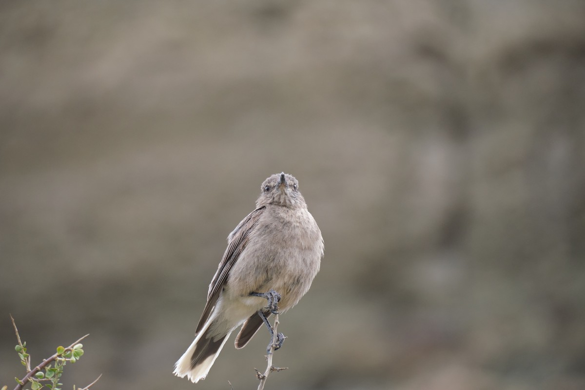 Black-billed Shrike-Tyrant - ML646290173