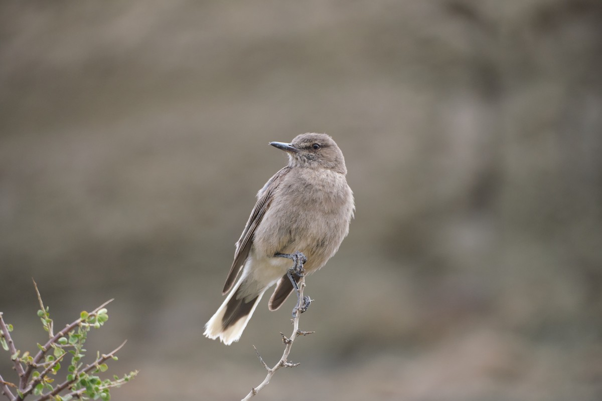 Black-billed Shrike-Tyrant - ML646290174