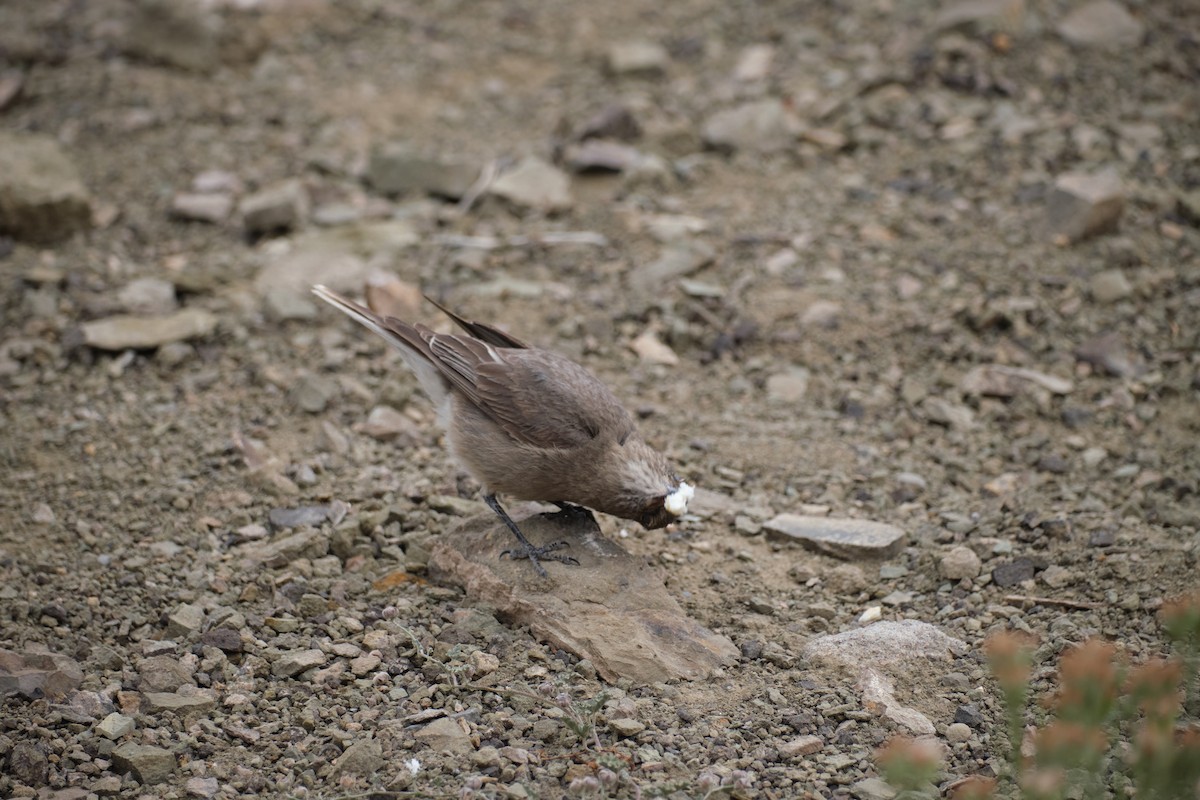 Black-billed Shrike-Tyrant - ML646290175