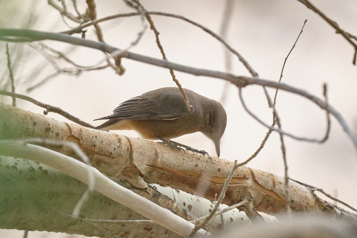 Black-billed Shrike-Tyrant - ML646290176