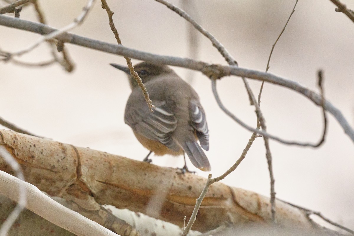 Black-billed Shrike-Tyrant - ML646290177
