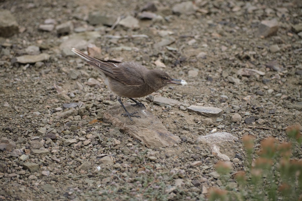 Black-billed Shrike-Tyrant - ML646290178