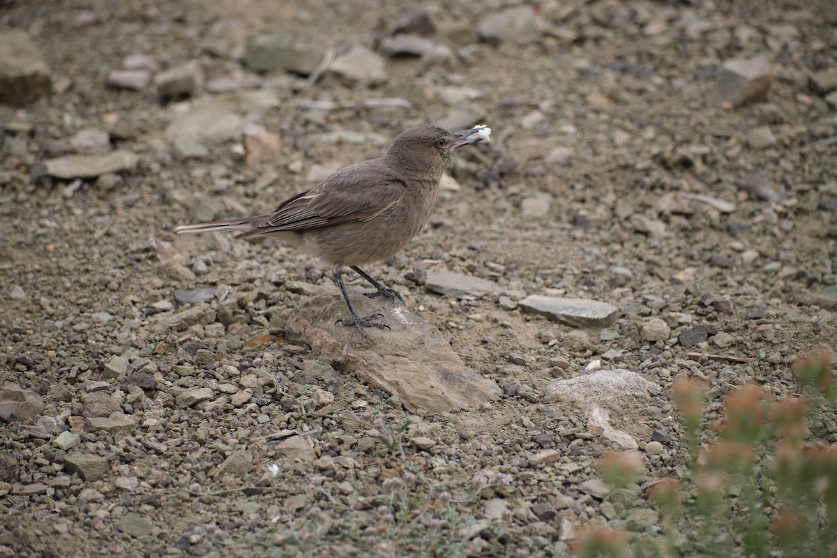 Black-billed Shrike-Tyrant - ML646290179