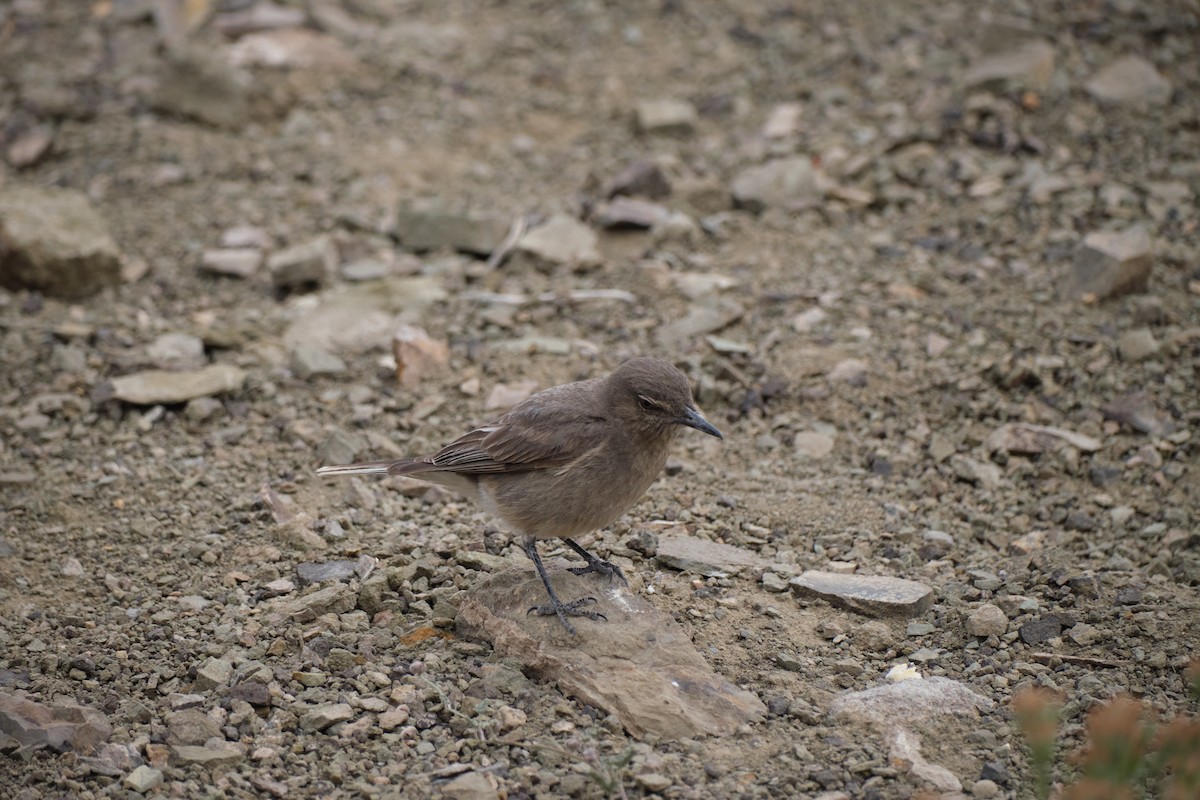 Black-billed Shrike-Tyrant - ML646290180