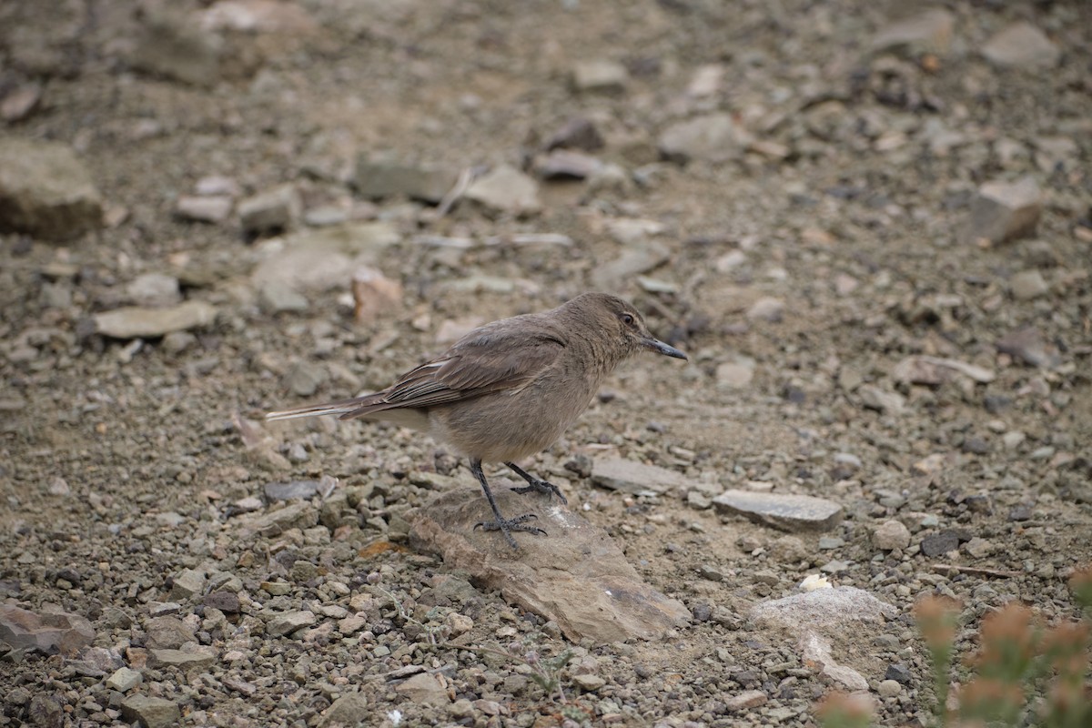 Black-billed Shrike-Tyrant - ML646290181