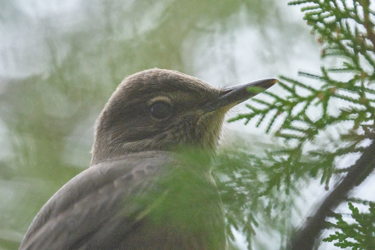 Black-billed Shrike-Tyrant - ML646290182