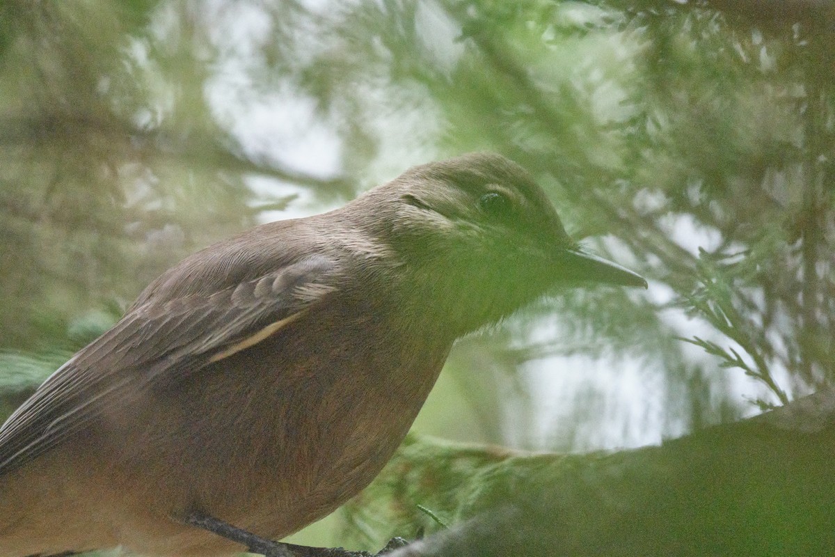 Black-billed Shrike-Tyrant - ML646290183