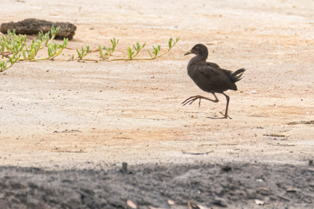 Black Crake - ML646290185