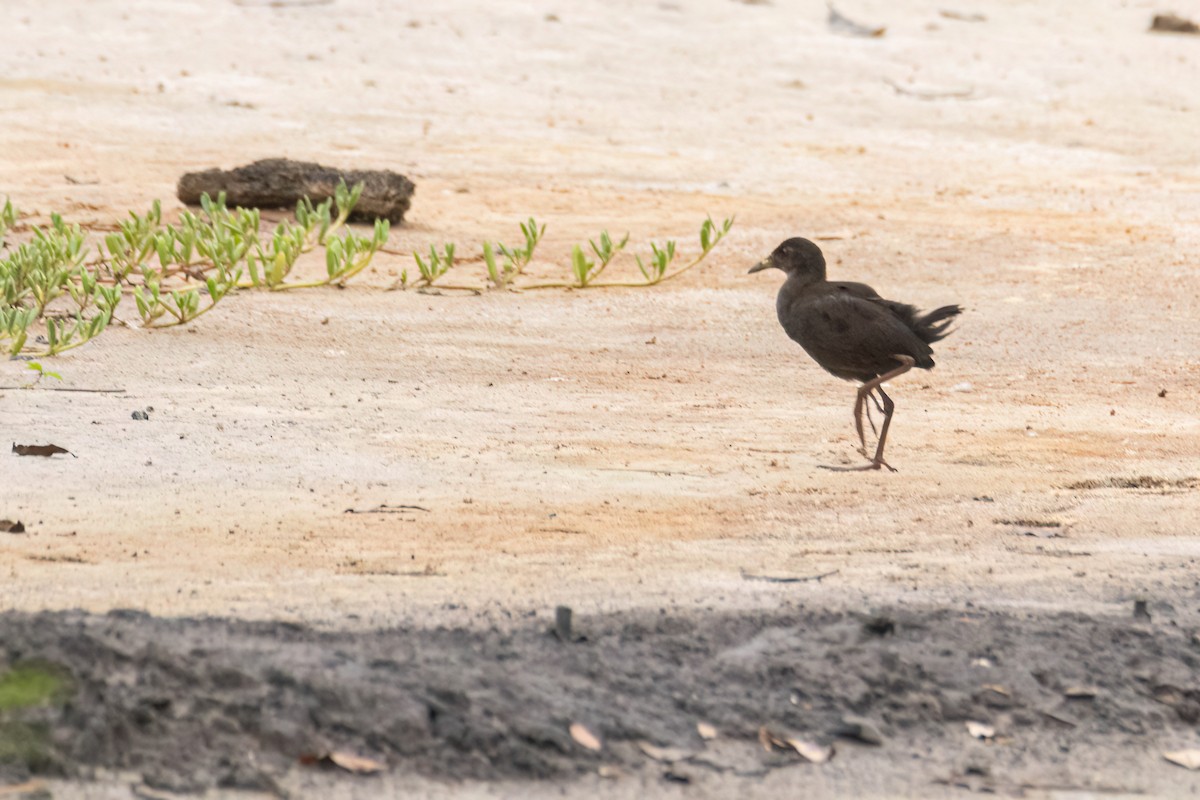 Black Crake - ML646290186