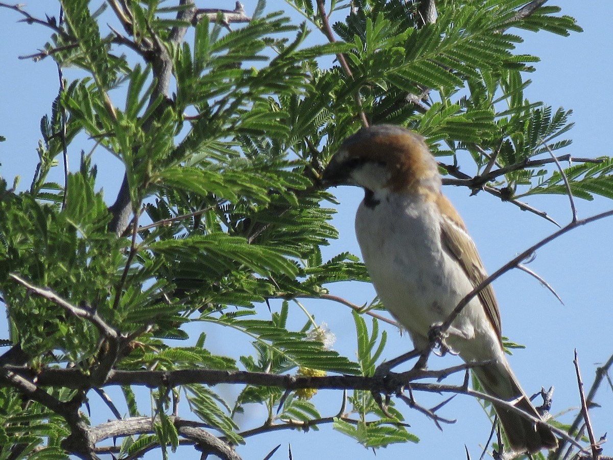 Rostsperling - ML646290187