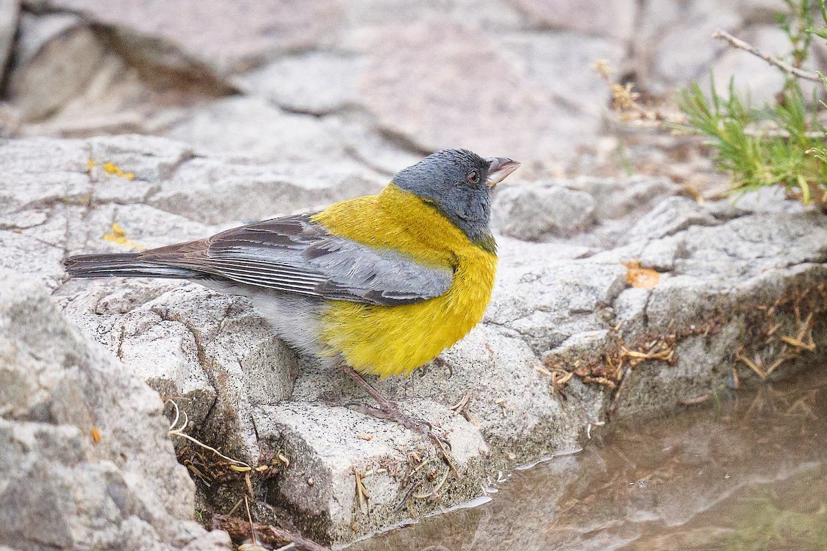 Gray-hooded Sierra Finch - ML646290188
