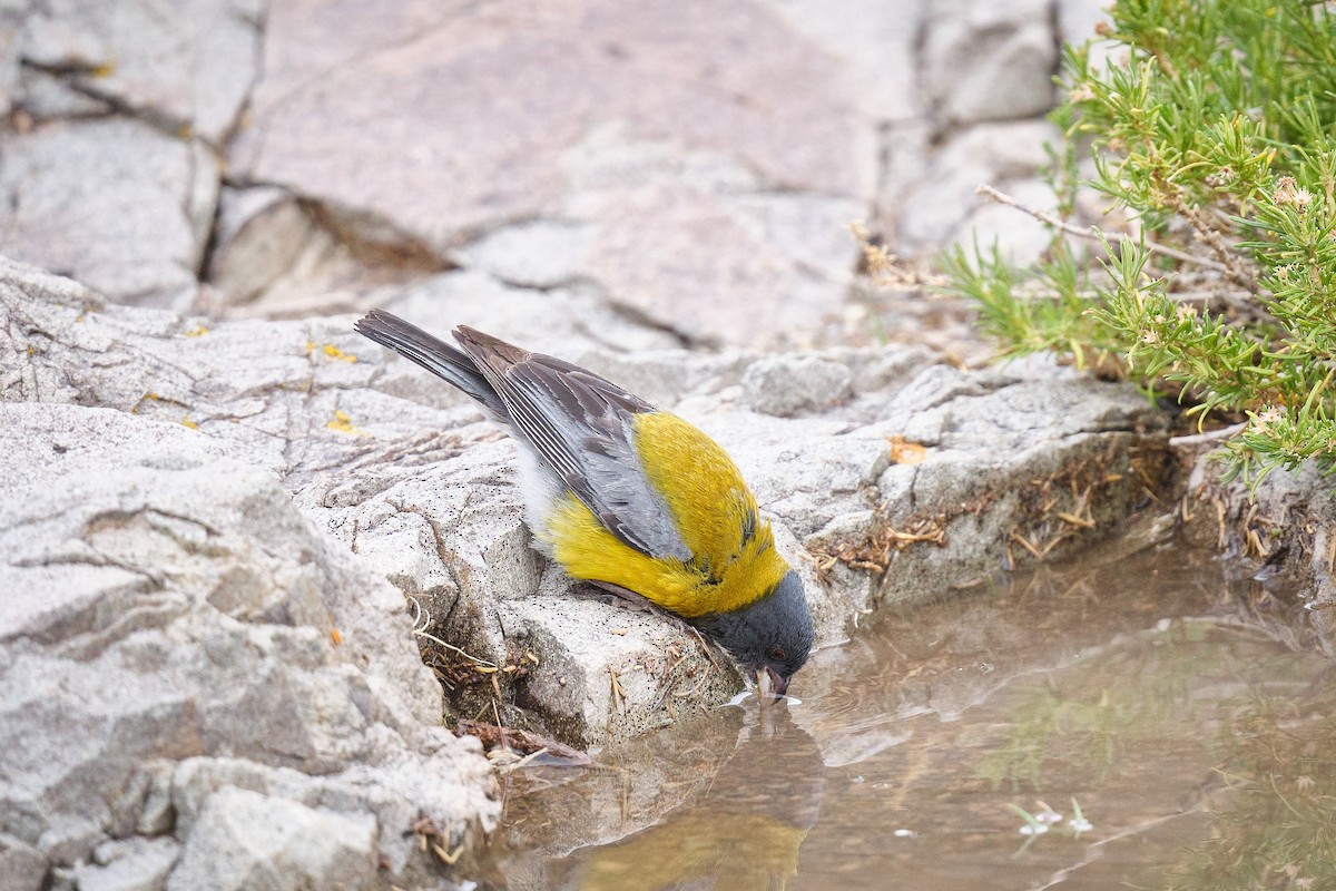Gray-hooded Sierra Finch - ML646290189