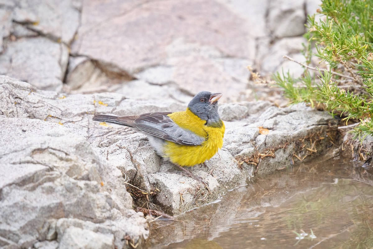 Gray-hooded Sierra Finch - ML646290190