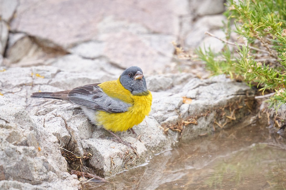 Gray-hooded Sierra Finch - ML646290191